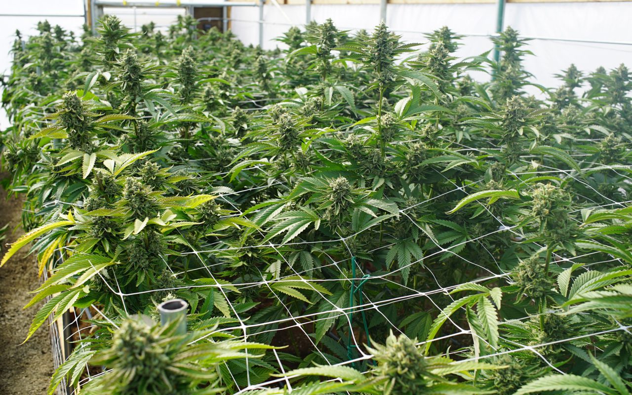 Семена марихуаны большой урожай