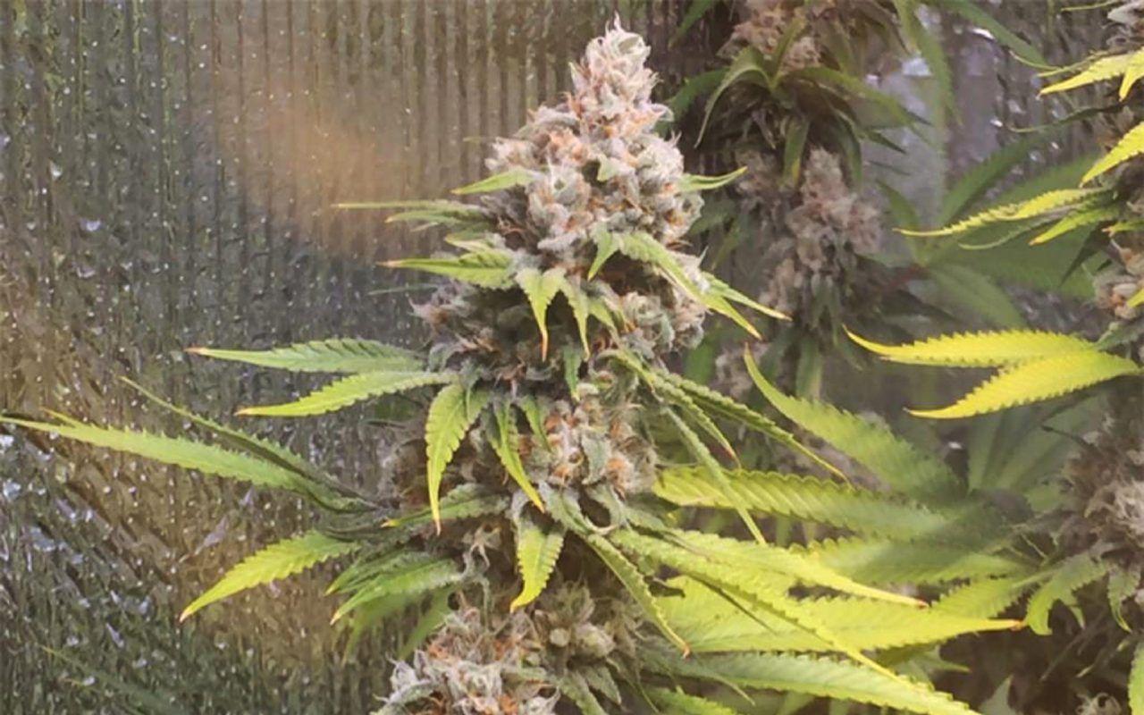 Семена марихуаны без запаха